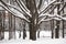 Melancholic image of tall branchy tree under snow cover on a pensive tranquil day..