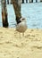 Melancholic sea gull at the beach