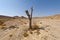 Melancholy and emptiness of the desert in Israel