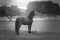 Melancholy horse observing the landscape in black and white