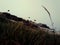 Melancholy, raw mountain meadow with rust grass among rocks.