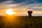 Melancholy Thistle Against The Sunset