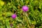 Melancholy thistle Cirsium Heterophyllum
