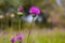 Melancholy thistle Cirsium Heterophyllum