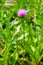 Melancholy thistle (Cirsium Heterophyllum)