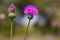 Melancholy thistle Cirsium Heterophyllum