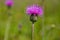 Melancholy thistle Cirsium Heterophyllum