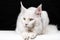 Melancholy white cat breed Maine Shag Cat lying on white and black background