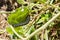 Melanchra Picta Caterpillar On Leaf