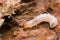 Melandryidae larva on wood and mycelium of Trichaptum abietinum