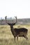 Melanic male of dama deer in sierra de la ventana