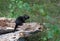 Melanistic Black chipmunk