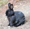 Melanistic European Domestic Rabbit (Oryctolagus cuniculus)