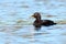 Melanitta fusca, Velvet Scoter.