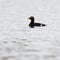 Melanitta fusca, Velvet Scoter.