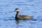 Melanitta nigra. The female duck swims on the lake in the Yamal
