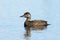 Melanitta nigra. Female ducks close up on a lake in the Yamal tu