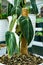 Melano Chrysum philodendron house plant with moss and stake