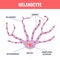 Melanocyte biology and skin tone pigmentation diagram