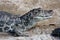 Melanosuchus niger profile