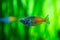 Melanoteniya Boesmani or Donaciinae, Boesemani rainbowfish, on a background of green river bottom. Marine life, river fish