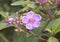 Melastoma malabathricum flower which is pink