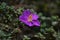 Melastoma malabathricum.purple color flower .