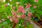 Melastomes flower  family small trees  porennial herbs shrubs genera