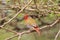 Melba Finch - Red Rufous