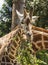Melbourne Zoo Giraffe
