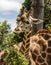 Melbourne Zoo Giraffe