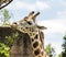 Melbourne Zoo Giraffe