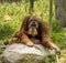 Melbourne Zoo Orang-utans