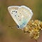 The Meleager`s blue butterfly , Polyommatus daphnis