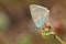 The Meleager`s blue butterfly , Polyommatus daphnis