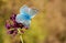 The Meleager`s blue butterfly or Polyommatus daphnis , butterflies of Iran