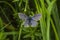 Meleager\'s blue (Polyommatus semiargus)