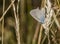 Meleager\'s blue (Polyommatus semiargus)