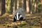 Meles meles, animal in wood. European badger sniffing in pine forest