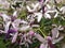 Melia azedarach, chinaberry tree flowers in spring season