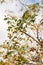 Melia azedarach or chinaberry tree, Pride of India, bead-tree, Cape lilac, Persian or Indian lilac tree