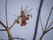 Meliah Azedarach - Bead tree, Bunch of berries hanging