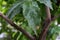 Melicoccus bijugatus honeyfruit tree sapindaceae from sout america