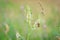 Melilotus albus, honey clover, white melilot, Bokhara clover, white clover with a Bee blooming in the meadow. Meadow flowers Close