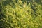 Melilotus officinalis or sweet yellow clover flowers in meadow selective focus image