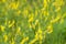 Melilotus officinalis,  yellow sweet clover, yellow melilot, ribbed melilot, common melilot yellow flowers selective focus