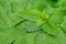 Melissa, lemon balm, Melissa officinali