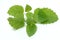 Melissa, lemon balm, Melissa officinalis