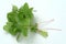 Melissa, lemon balm, Melissa officinalis