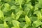 Melissa, lemon balm, Melissa officinalis